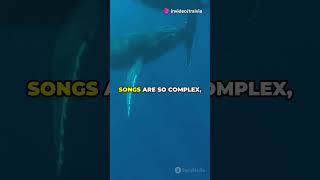 You’re Not Gonna Believe This—How Do Whales Sing Underwater 🐋🎵 interestingfacts ocean [upl. by Inalawi]