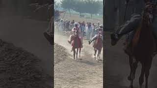 Beautiful Single Footing Horses Competition [upl. by Jade]