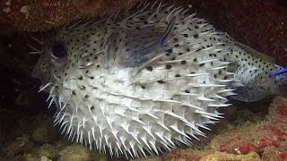 Pufferfishes Boxfishes amp Porcupinefishes  Reef Life of the Andaman  Part 11 [upl. by Yrrat]