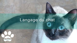 Langage du chat  5 points pour mieux linterpreter  Assur OPoil [upl. by Frasch]