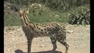 Serengeti Serval Hunting [upl. by Aurita]