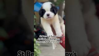 Saint Bernard Puppy Looking For New Home stbernard dog doglover puppy trending shorts [upl. by Manella]