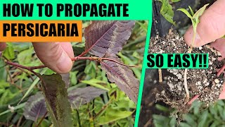 How to propagate Persicaria from cuttings [upl. by Nahsrad]