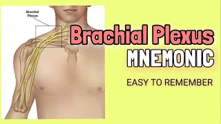 Brachial Plexus  EASY Mnemonic for Memorizing Roots Trunks Divisions Cords amp Branches Anatomy [upl. by Treblig776]