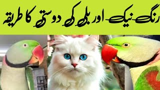 Parrots and Cats friendship پیرٹ اور بلی کی دوستی parrotspeak cat [upl. by Roshelle]