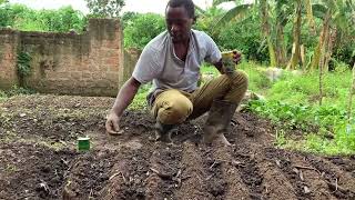 Seed application in the nursery bed Don’t forget to subscribe to our YouTube channel [upl. by Attener]