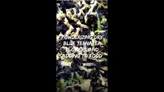 How to Powderize Blue Ternatea Flowers and Add to food [upl. by Eirrab271]