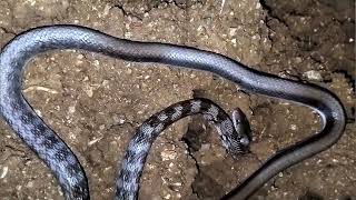 common Castoes Coral Snake [upl. by Merow160]