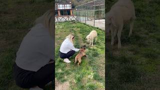 Liya durmuyor ki 😀 patilidostlar animals doglife malinois malinoispuppy keşfet patili pati [upl. by Zorana]