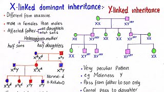 X linked dominant inheritance  Y linked inheritance  class 12 [upl. by Filip]