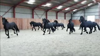 10 frisky Friesian horses [upl. by Gabrielson]