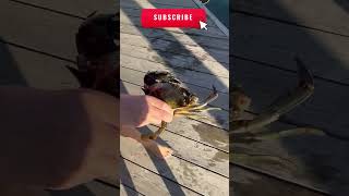 MASSIVE Blue Crab 🦀👀 crabcatching fishing fish [upl. by Anekam]