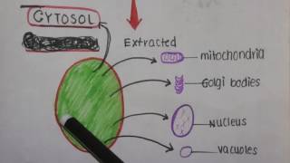 Cytoplasm vs Cytosol [upl. by Monaco]