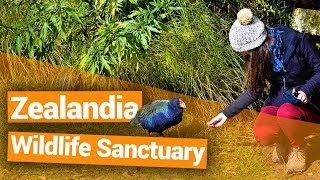 🐦 Zealandia Wildlife Sanctuary in Wellington  New Zealands Biggest Gap Year [upl. by Sundberg]