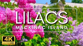 THE LARGEST LILACS IN THE WORLD  Mackinac Island Lilac Festival 2023  Lilac Garden Tour [upl. by Yracaz]