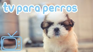 TV de perro Videos para entretener a los perros con música relajante [upl. by Eicyac853]