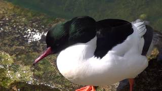 Goosander Common Merganser [upl. by Hibbitts929]