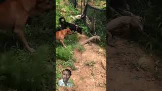 Dog fighting dog commado puppy animals doglover pets [upl. by Fransen]