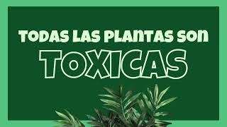 Todas las plantas son toxicas [upl. by Damour]