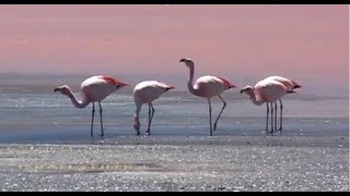 Flamingo Dances Wagner [upl. by Lesab]