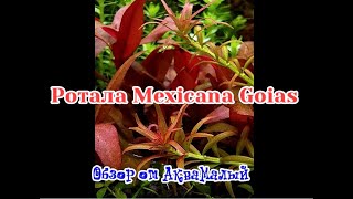 Аквариумное растение Rotala mexicana goias Обзор Ротала гояс [upl. by Adara]