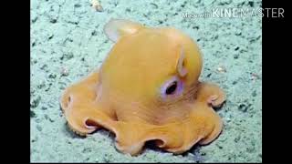 Just a video of an adorabilis octopus [upl. by Haines]