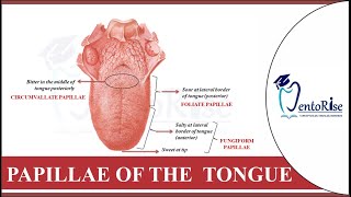 Papillae on tongue  Tongue papillae  Taste buds on tongue  Dental histology  Human Anatomy [upl. by Witty]