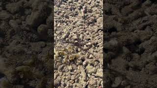 Lone brittle star on the move marinelife fiji rockpool naturelovers [upl. by Ettesyl]