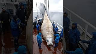 Giant Sea Monsters Caught by Fishermen 🐙🎣GiantSeaCreatures FishingDiscoveries OceanMysteries [upl. by Buyse]