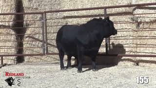 Redland Angus Lot 155 [upl. by Einnhoj]