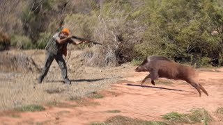 TOP 20 WILD BOAR HUNTING  Best Scenes SEASON 2024  PART 2 [upl. by Allis23]