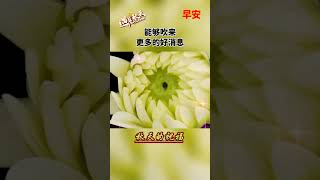 早安 秋天的祝福  shortvideo 早安 星期二 祝福 早安祝福 早安问候语 早上好 早安正能量 情感 ai绘图 生活 正能量 leleenjoying [upl. by Eesak]