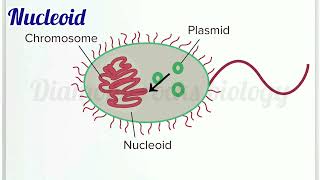 nucleoid  nucleoid animation  nucleoid in bacteria [upl. by Annoval]