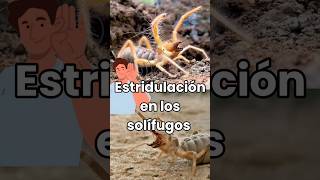 Estridulación en solífugos solifugae camelspider inofensivos sonidos fyp shorts defensivos [upl. by Lletnom397]