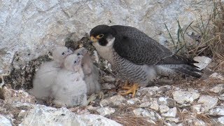 Le faucon pèlerin – oiseau de lannée 2018 [upl. by Irra56]