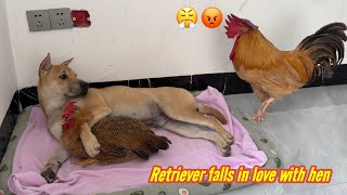 The rooster suspects that the dog and hen are having an affairThe rooster is very angryso funny [upl. by Anaujik128]