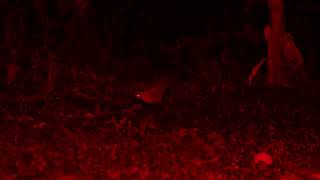 David Whites video of tubenosed bat hovering low then eating sapodilla on the ground [upl. by Adlai]