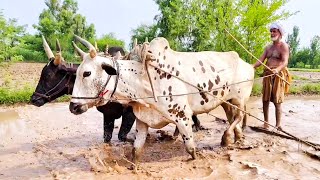 Preparation Of The Land For The Rice Crop Is Driven By Bullocks [upl. by Hailahk]