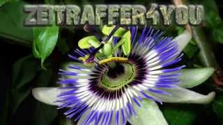 Passionsblume Passiflora caerulea Timelapse Zeitraffer passion flower [upl. by Alex]