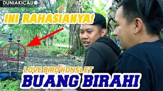 BONGKAR RAHASIA Ternyata BUANG BIRAHI Bikin Love Bird Konslet STABIL  VLOG [upl. by Eentroc254]