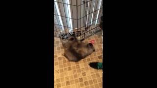 Baby Keeshond Puppies Playing  TOO CUTE [upl. by Offen]