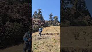 Climbing to Pikey Peak with rhododendrons lighting up the path trekking nature explorenepal [upl. by Gotthard]