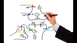 Pharmacology  ANTIEPILEPTIC DRUGS MADE EASY [upl. by Ariad]