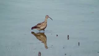 Birds of Cairns [upl. by Persas953]