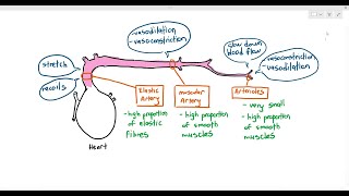 84 Arteries amp Arterioles Cambridge AS amp A Level Biology 9700 [upl. by Pimbley]