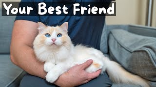 Pros and Cons of Owning a Ragdoll Cat  The Cat Butler [upl. by Pentheas]