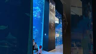 GuitarfishDubai mall aquarium 🇦🇪 [upl. by Jessi97]