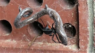 Redback spiders mating [upl. by Sarson]