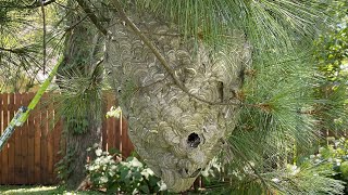 Amazing Giant Hornet Nest Removal using drione dust [upl. by Pani204]