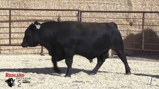 Redland Angus Lot 7 [upl. by Deborah]